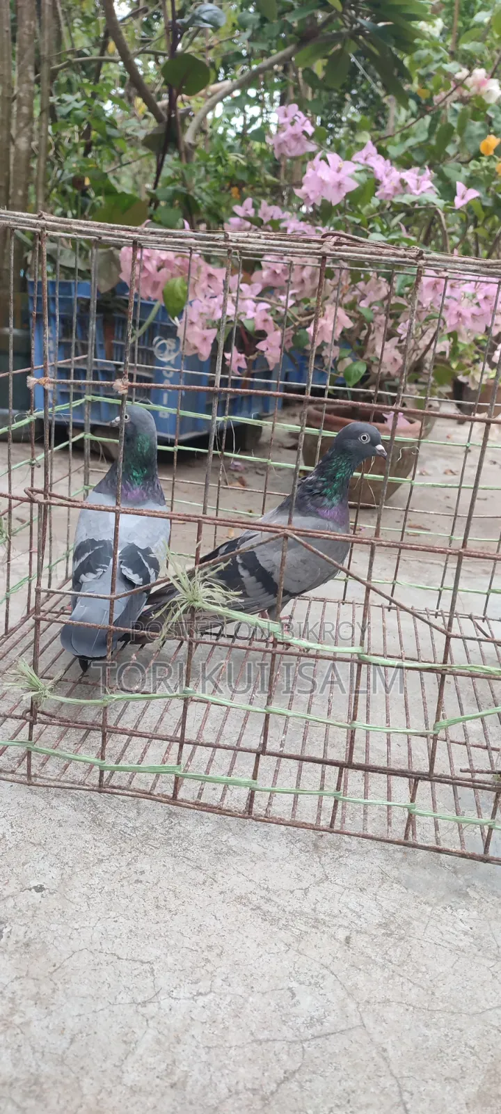 যশোরে পুরাতন বুনো