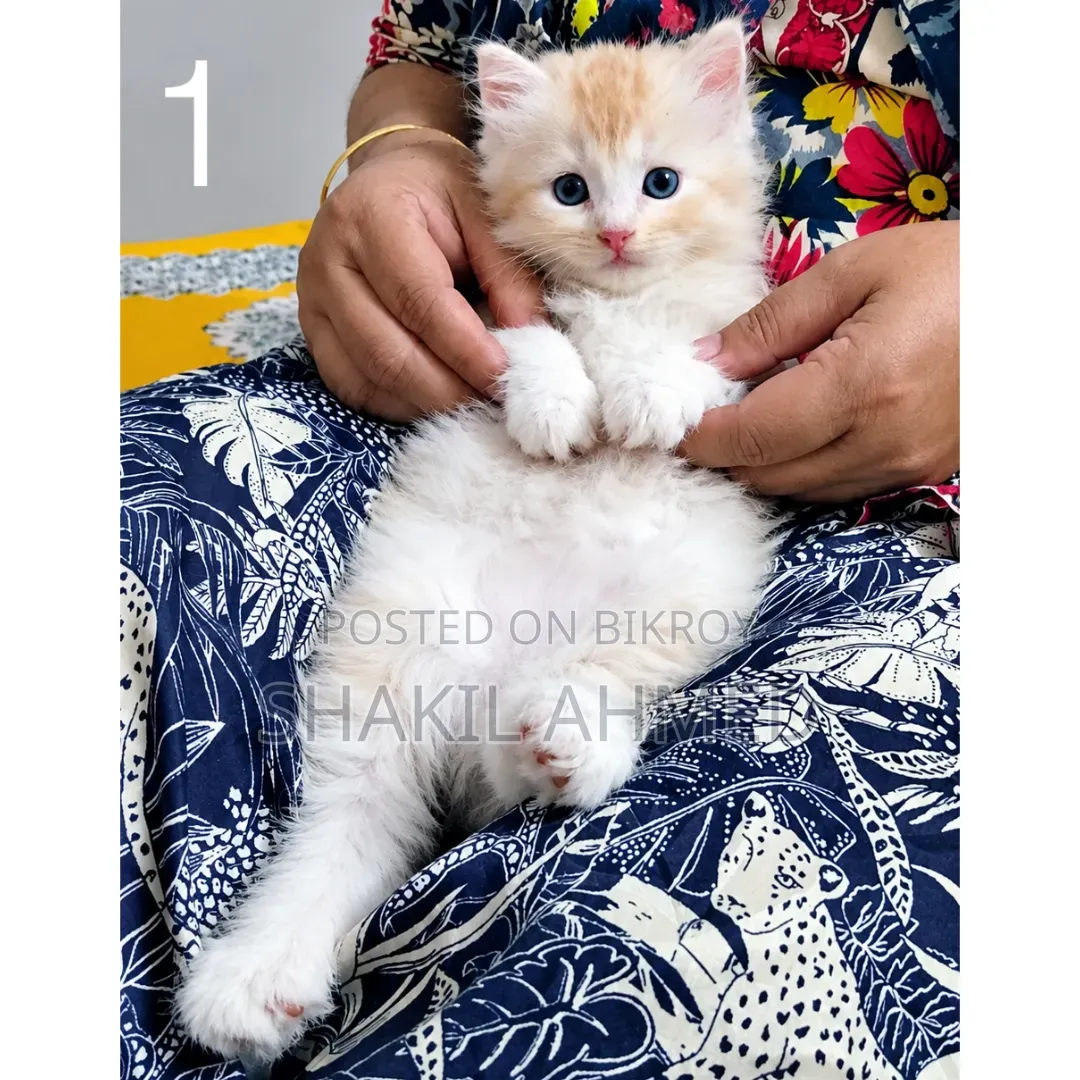1-3 months Male Purebred Persian