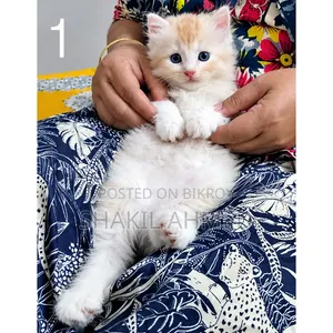 1-3 months Male Purebred Persian