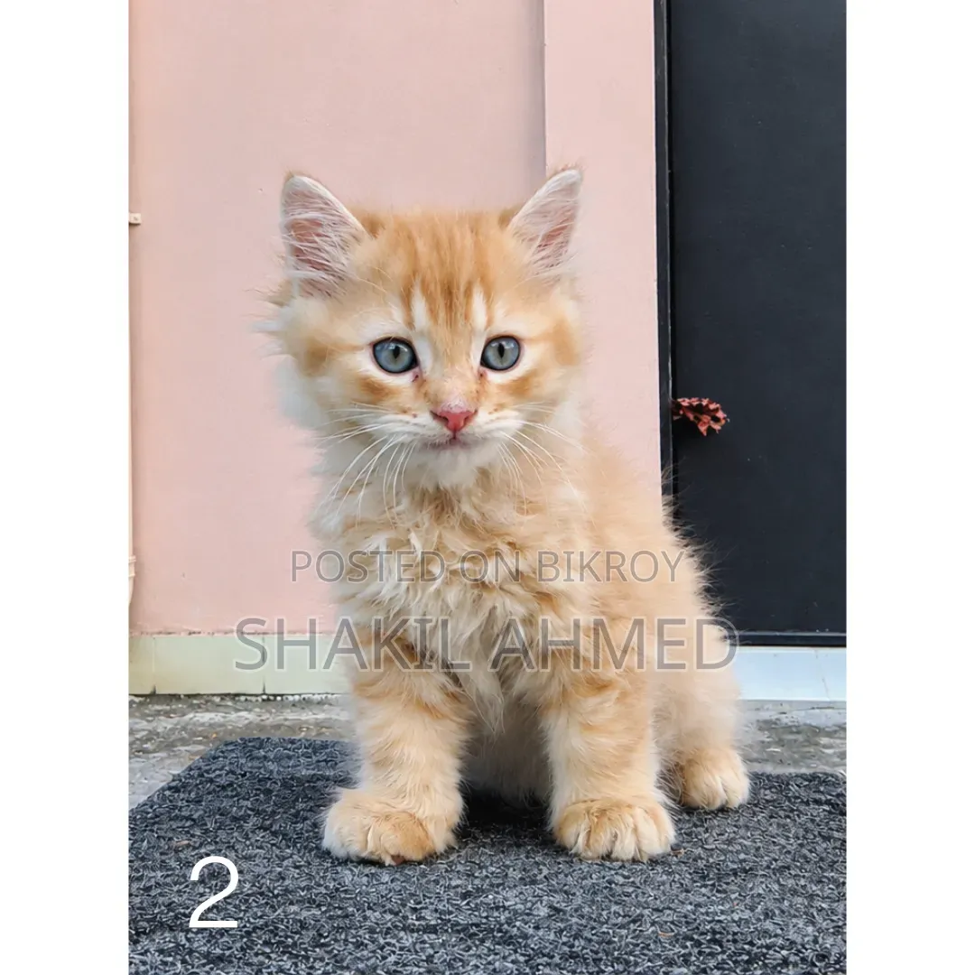 1-3 months Male Purebred Persian