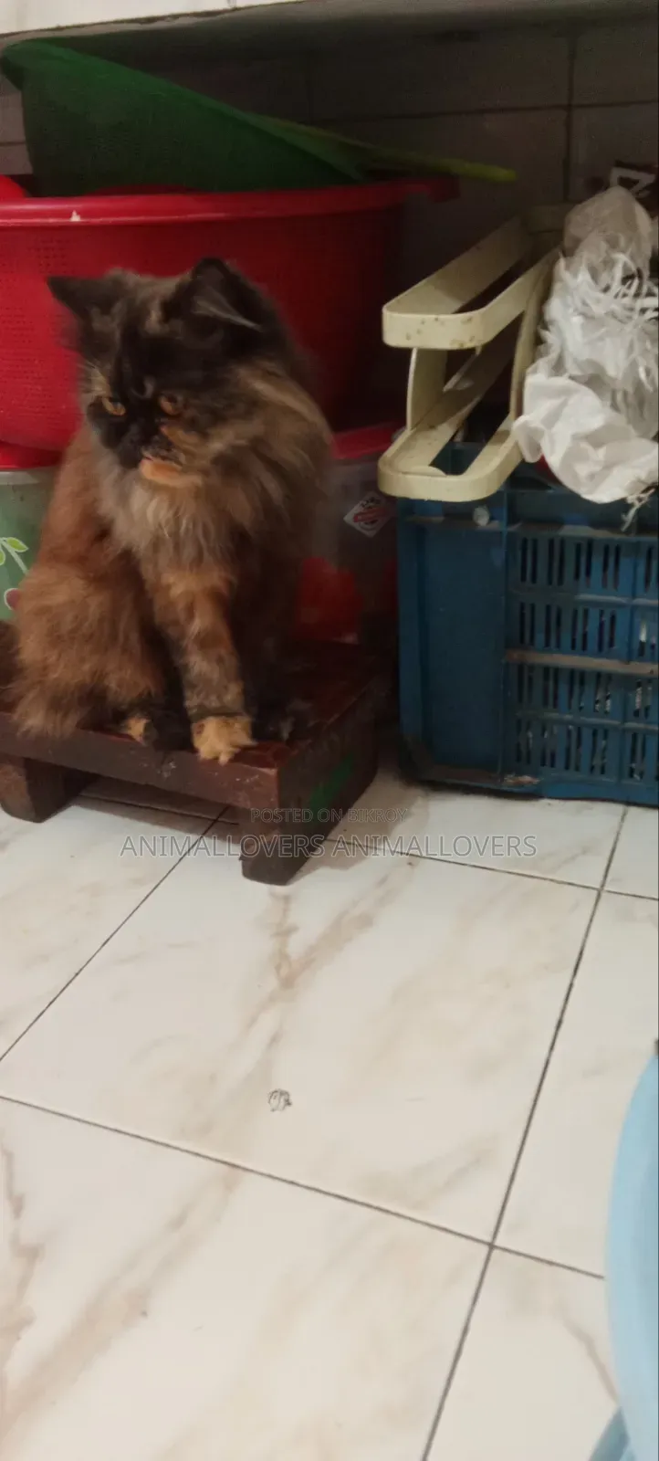 1+ year Female Purebred Persian