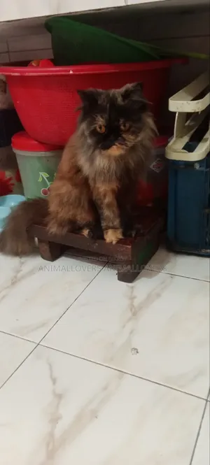 1+ year Female Purebred Persian