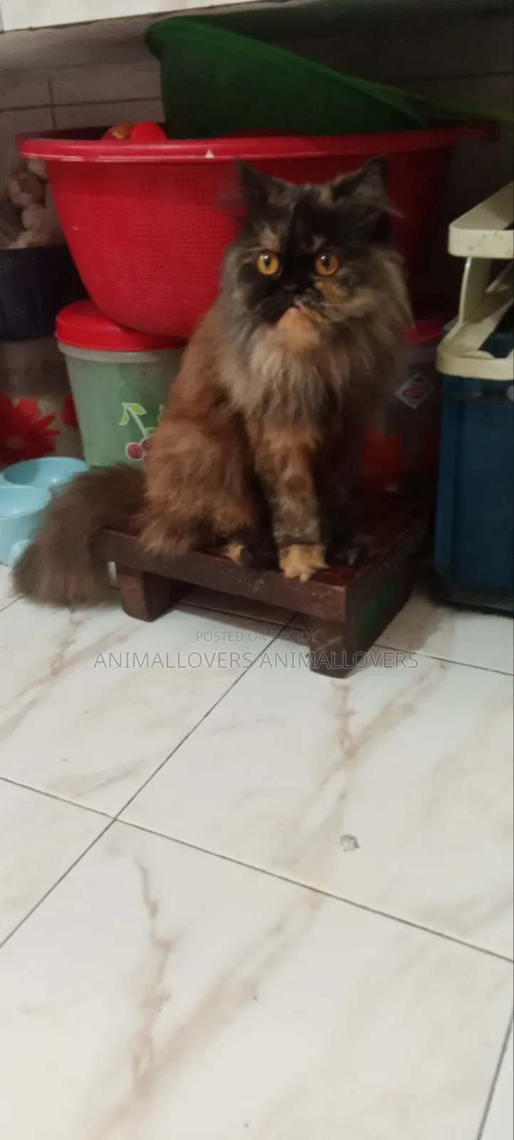 1+ year Female Purebred Persian