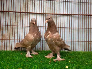 ৭ পিস রাজশাহী গিরিবাজ