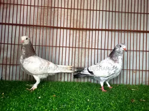 ৭ পিস রাজশাহী গিরিবাজ