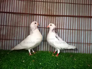 ৭ পিস রাজশাহী গিরিবাজ