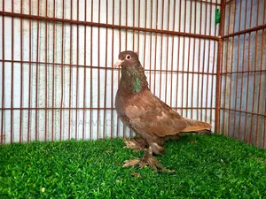 ৭ পিস রাজশাহী গিরিবাজ