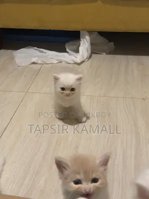 1-3 months Female Purebred Persian
