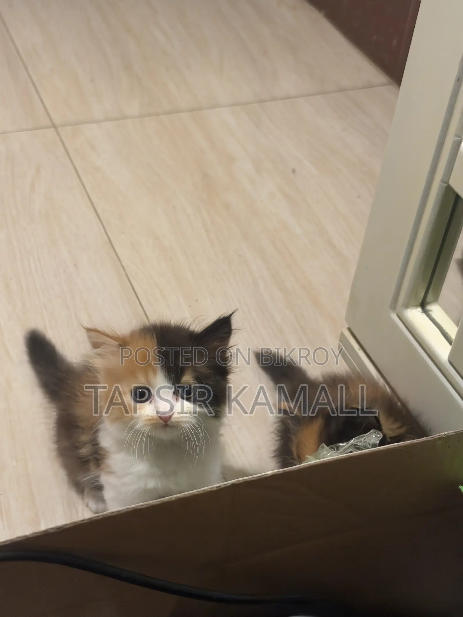 1-3 months Female Purebred Persian
