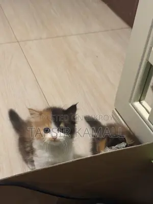 1-3 months Female Purebred Persian
