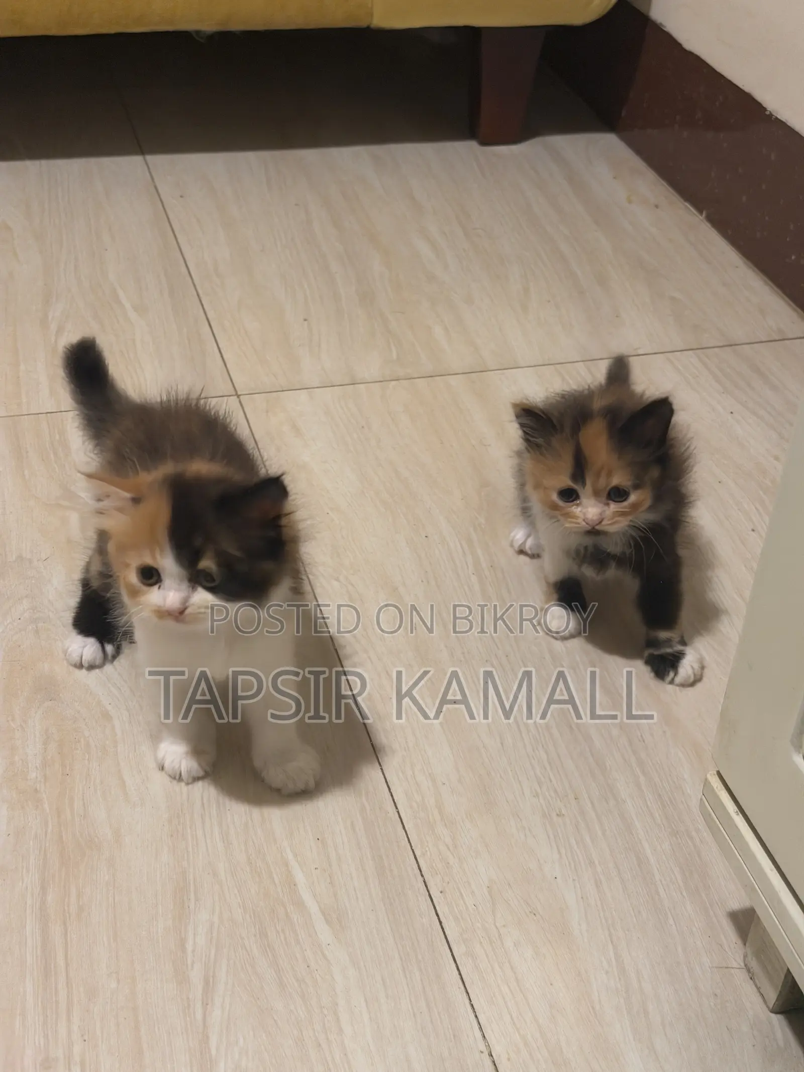 1-3 months Female Purebred Persian