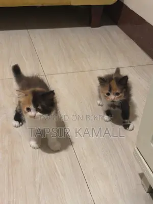 1-3 months Female Purebred Persian