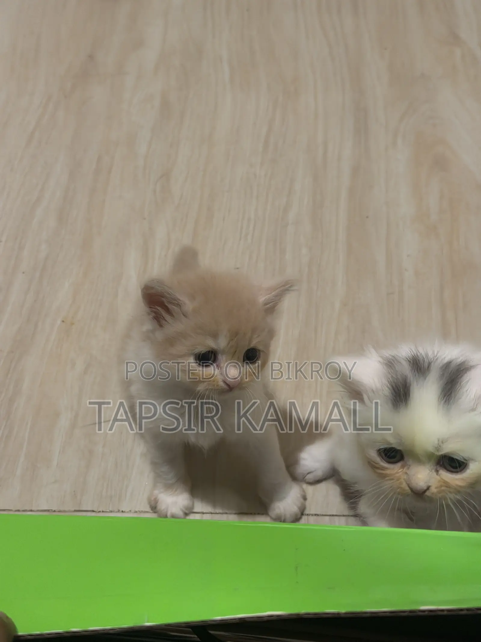 1-3 months Female Purebred Persian