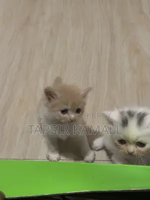 1-3 months Female Purebred Persian