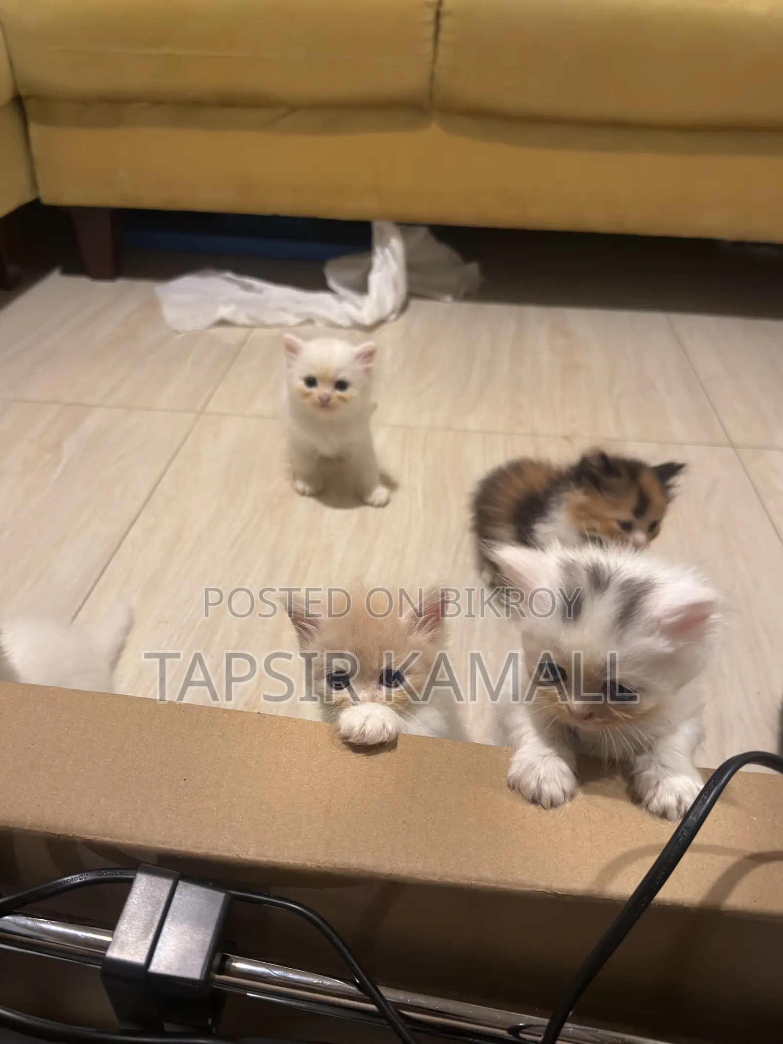 1-3 months Female Purebred Persian