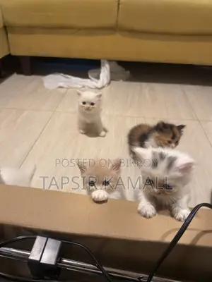 1-3 months Female Purebred Persian