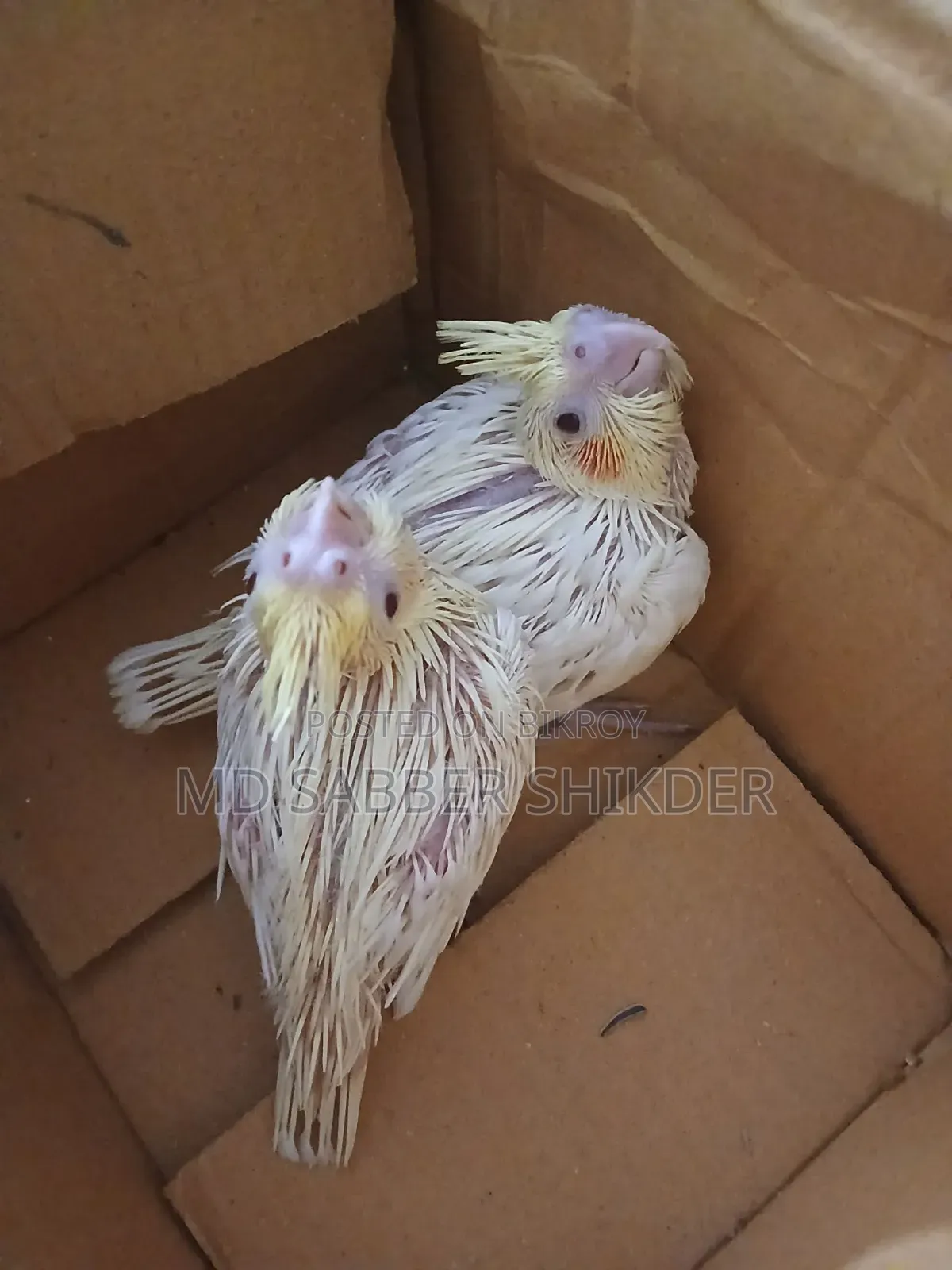 টেম সাইজ বেবি