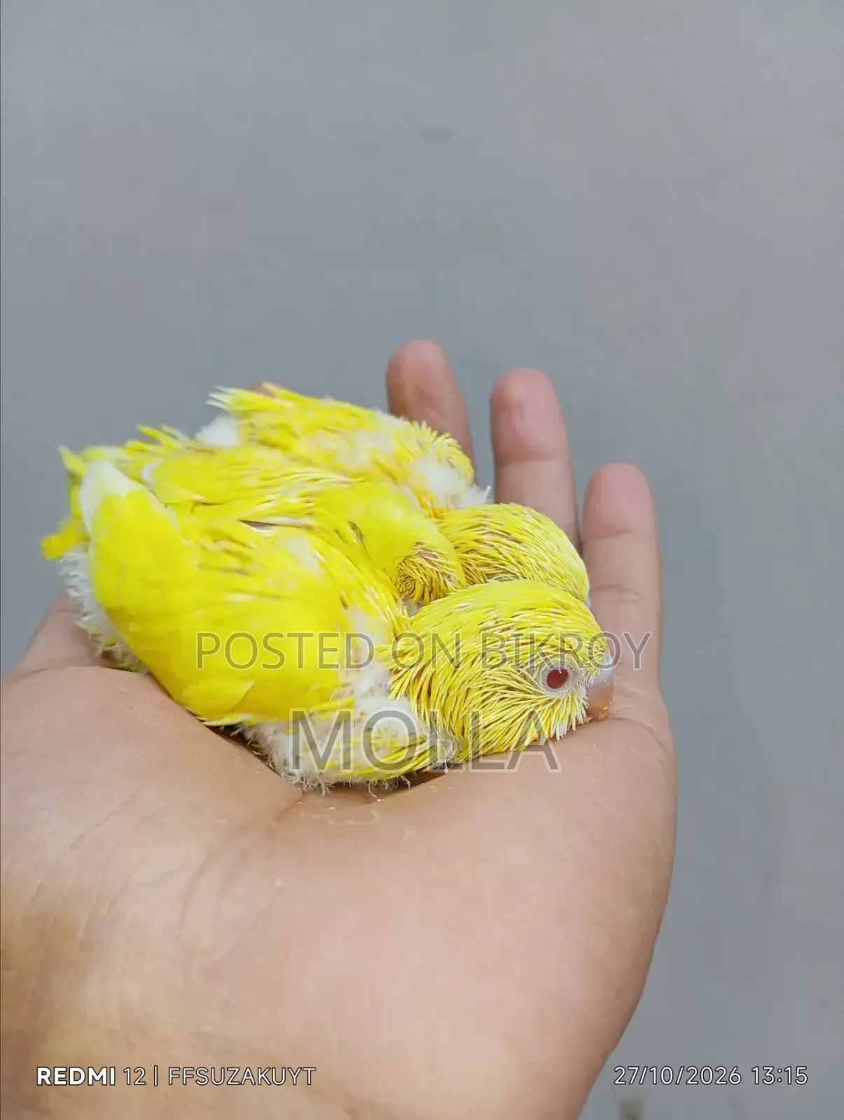 রেড আই লুটিনো বাজিগর টেম সাইজ বেবি