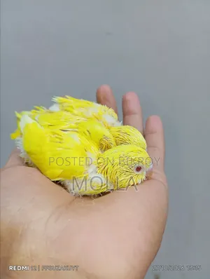 রেড আই লুটিনো বাজিগর টেম সাইজ বেবি