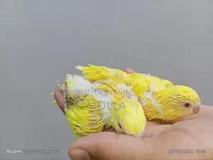 রেড আই লুটিনো বাজিগর টেম সাইজ বেবি
