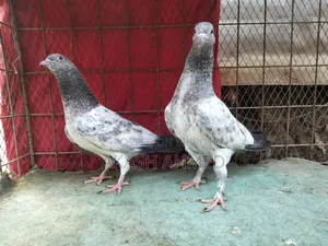 ১জোড়া লালপাড়ি ও পাকিস্তানি কবুতরের বাচ্চা