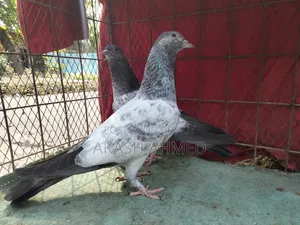 ১জোড়া লালপাড়ি ও পাকিস্তানি কবুতরের বাচ্চা