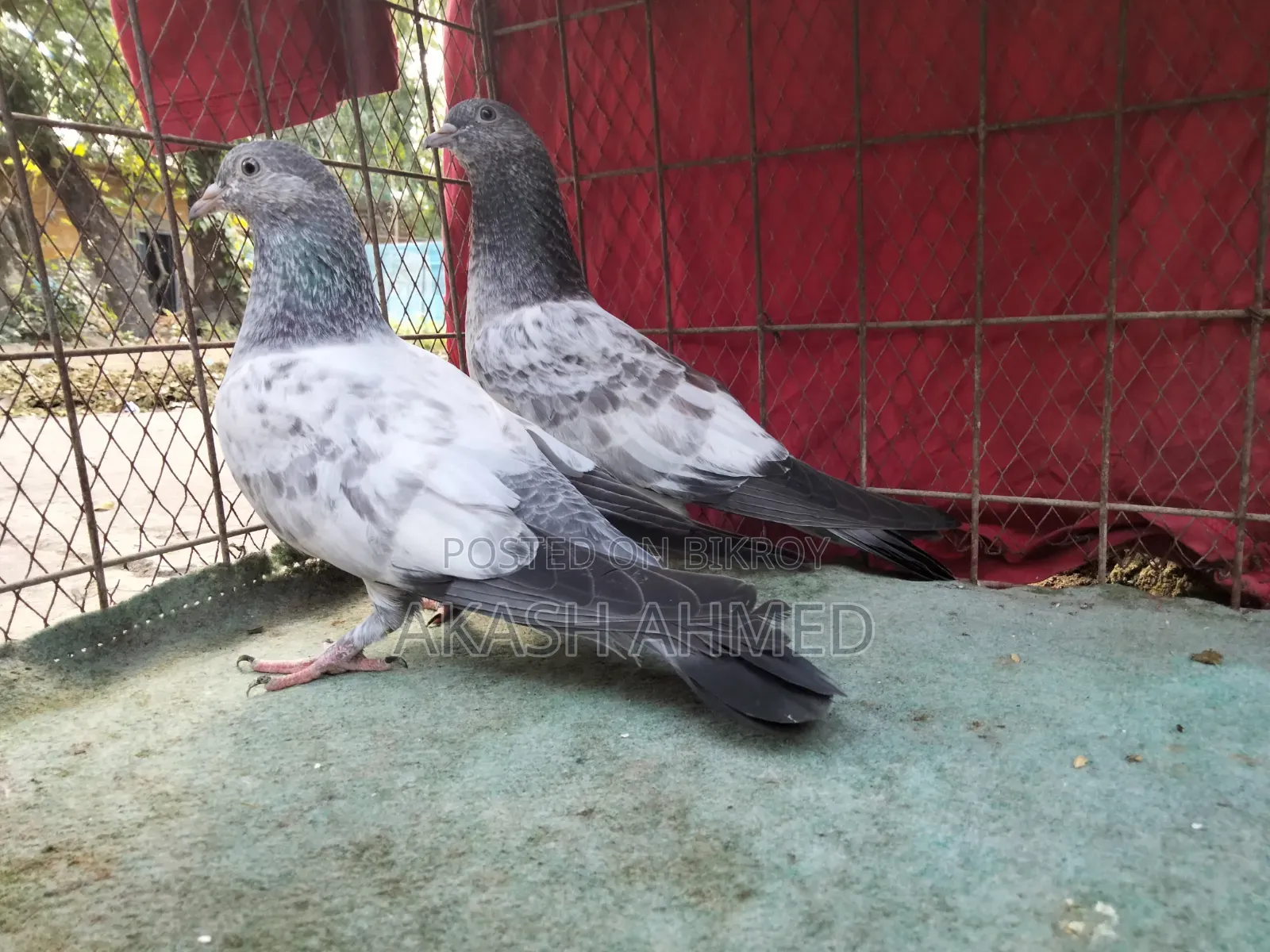 ১জোড়া লালপাড়ি ও পাকিস্তানি কবুতরের বাচ্চা