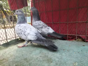 ১জোড়া লালপাড়ি ও পাকিস্তানি কবুতরের বাচ্চা
