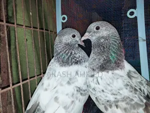 ১জোড়া লালপাড়ি ও পাকিস্তানি কবুতরের বাচ্চা