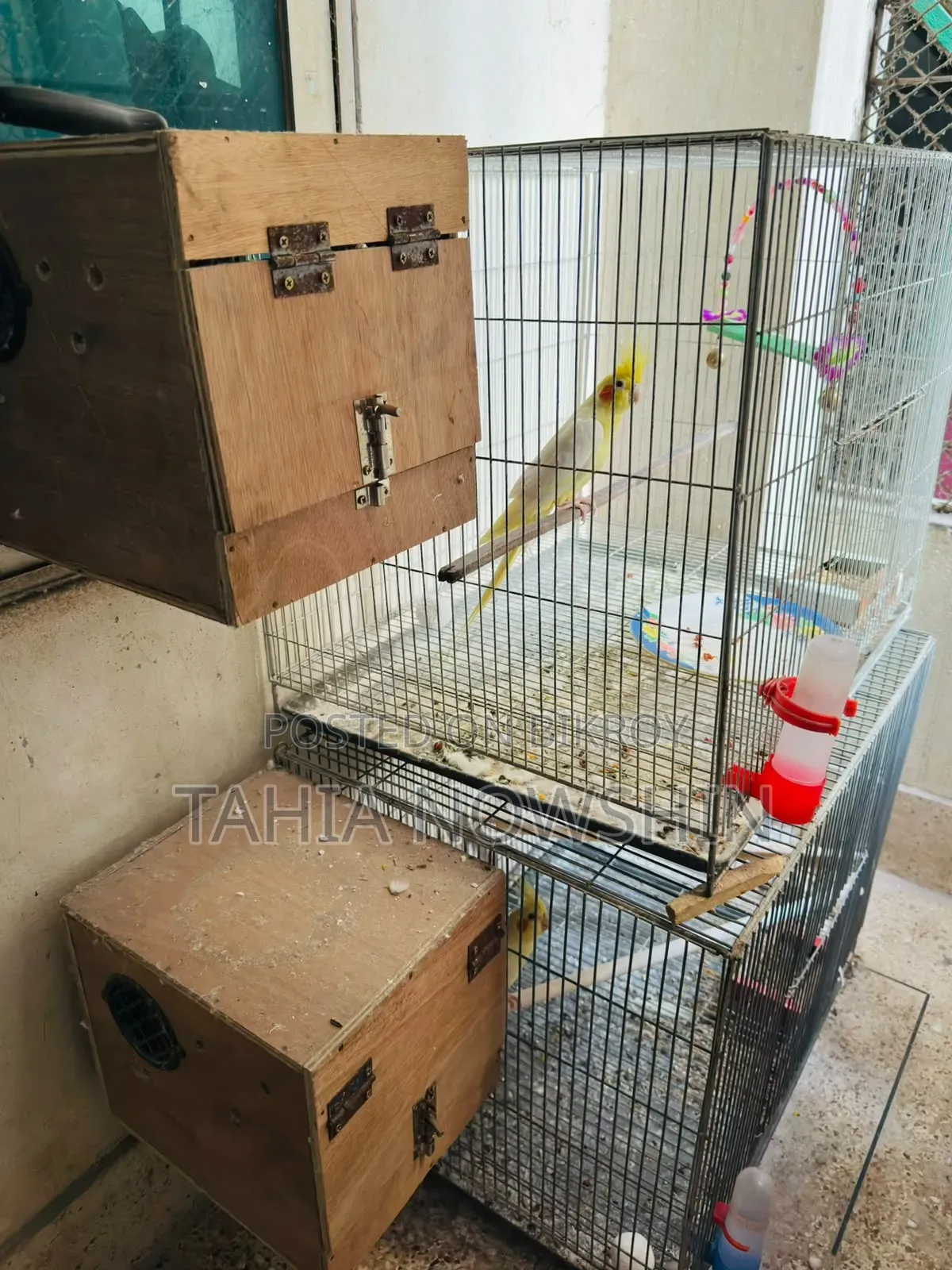 পিওর লু্টিনো ২ জোড়া পাখি