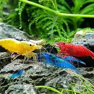 Cherry Shrimp (Blue, Yellow) Per Pair