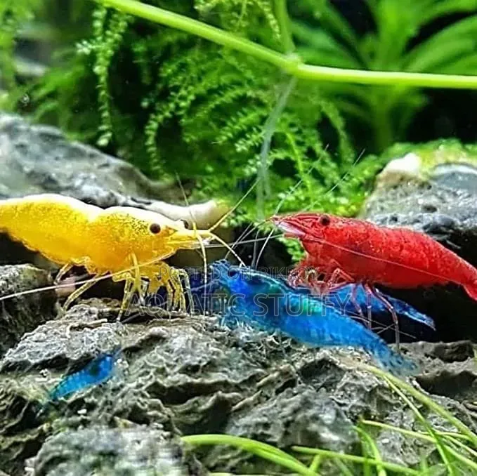 Cherry Shrimp (Blue, Yellow) Per Pair