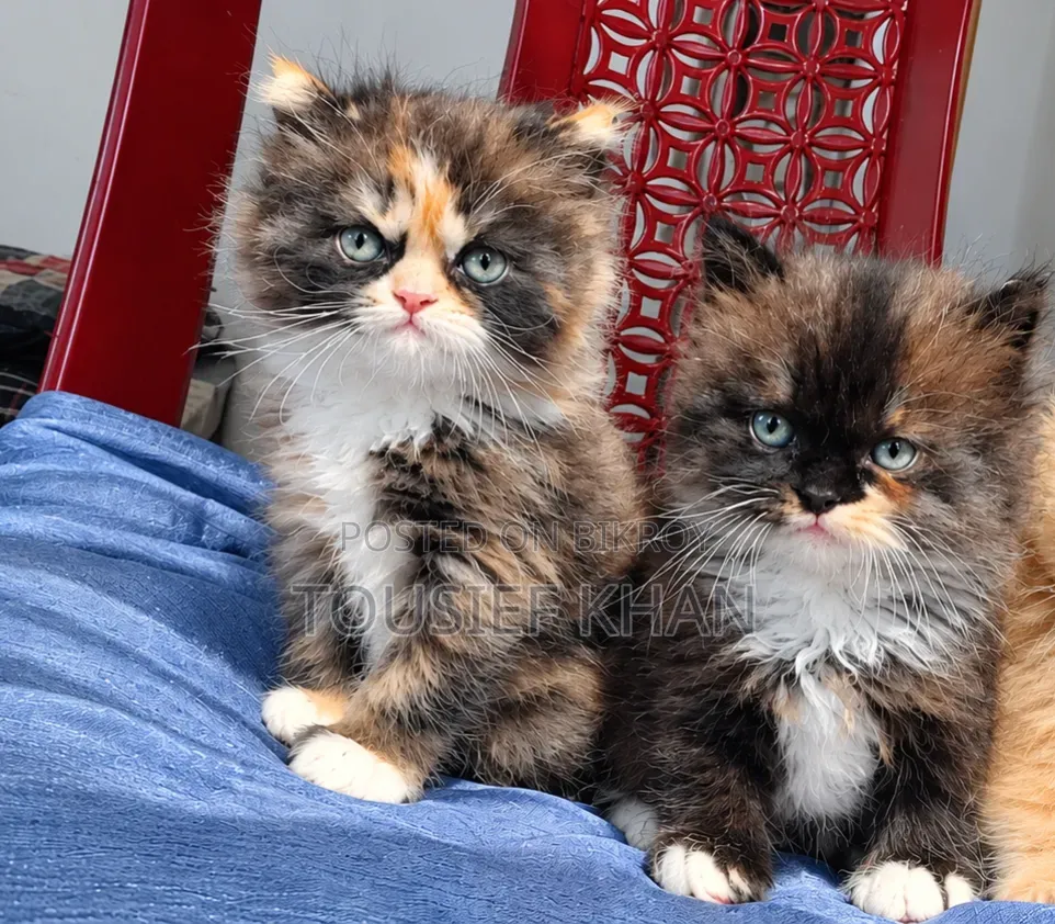 1-3 months Female Purebred Persian