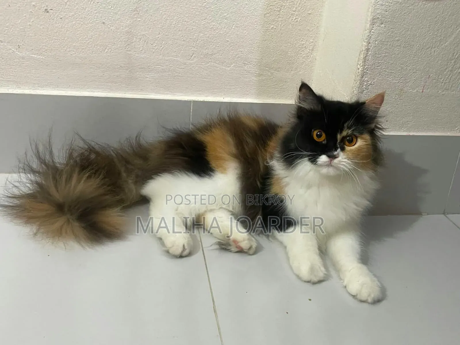 1+ year Female Mixed Breed Persian