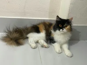 1+ year Female Mixed Breed Persian