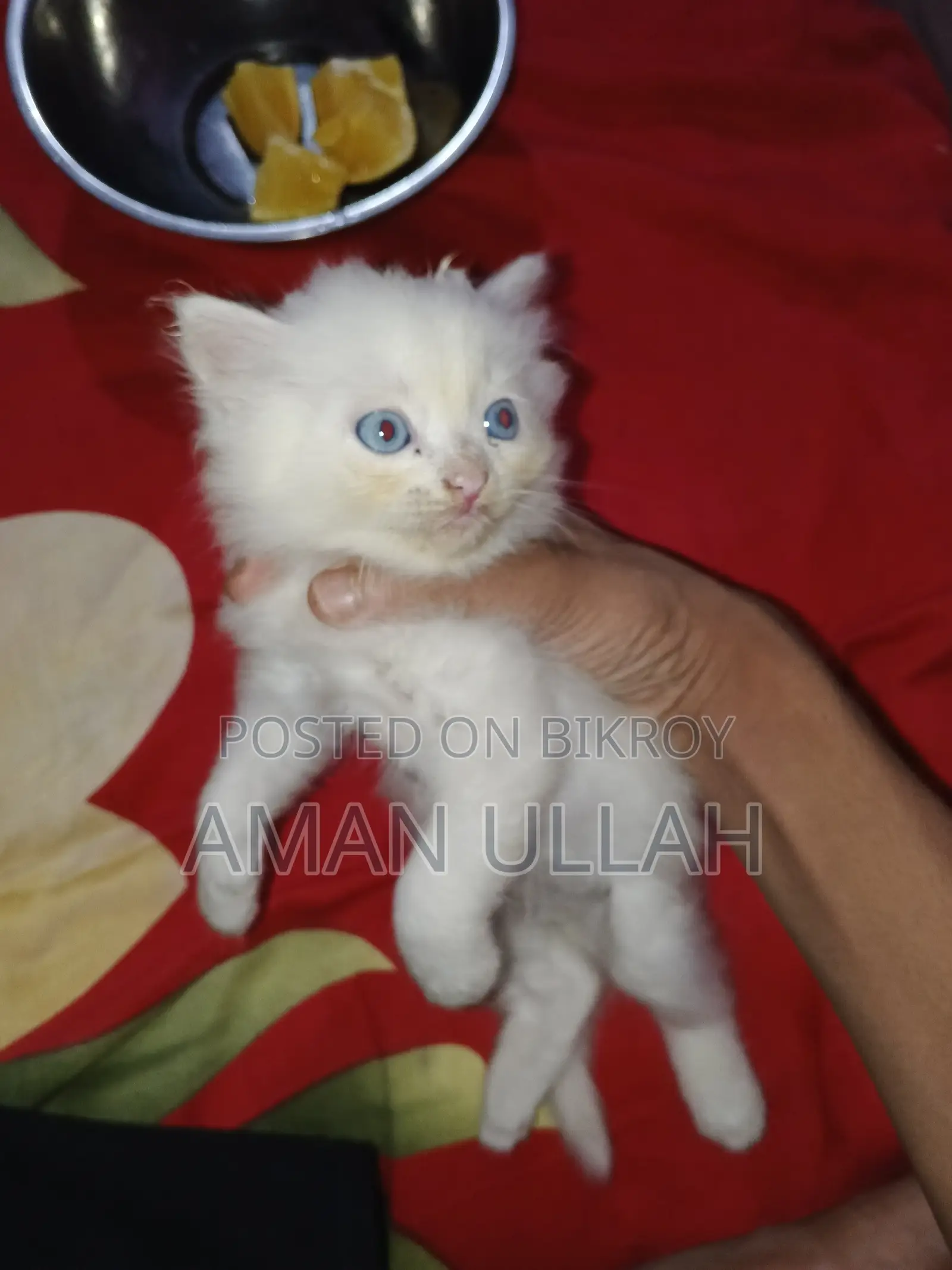 0-1 month Female Purebred Persian