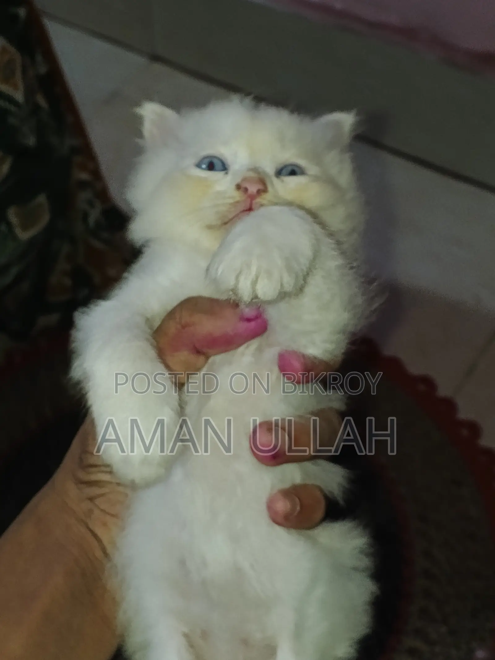 0-1 month Female Purebred Persian