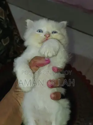 0-1 month Female Purebred Persian