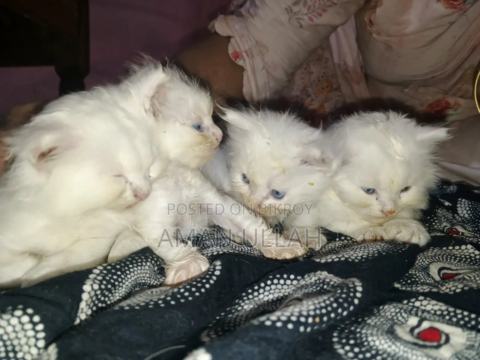 0-1 month Female Purebred Persian