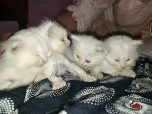 0-1 month Female Purebred Persian