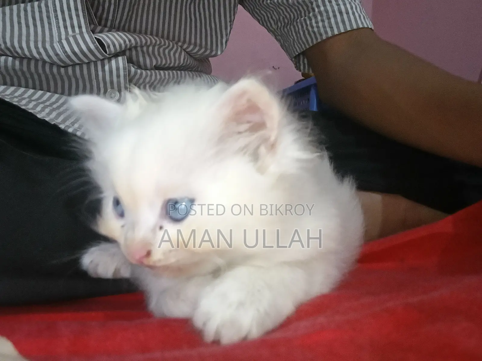 0-1 month Female Purebred Persian
