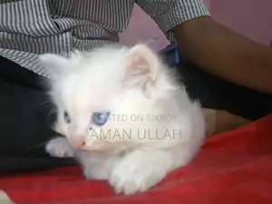 0-1 month Female Purebred Persian