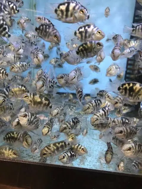 পোলার প্যারট বেবি