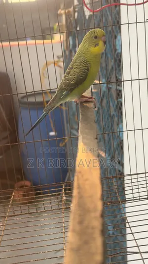 বিডাব্লু বাজরিগার মেল বেবি