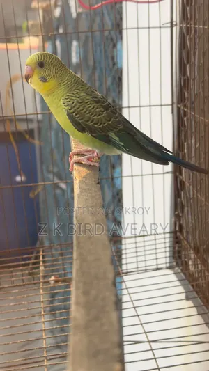বিডাব্লু বাজরিগার মেল বেবি