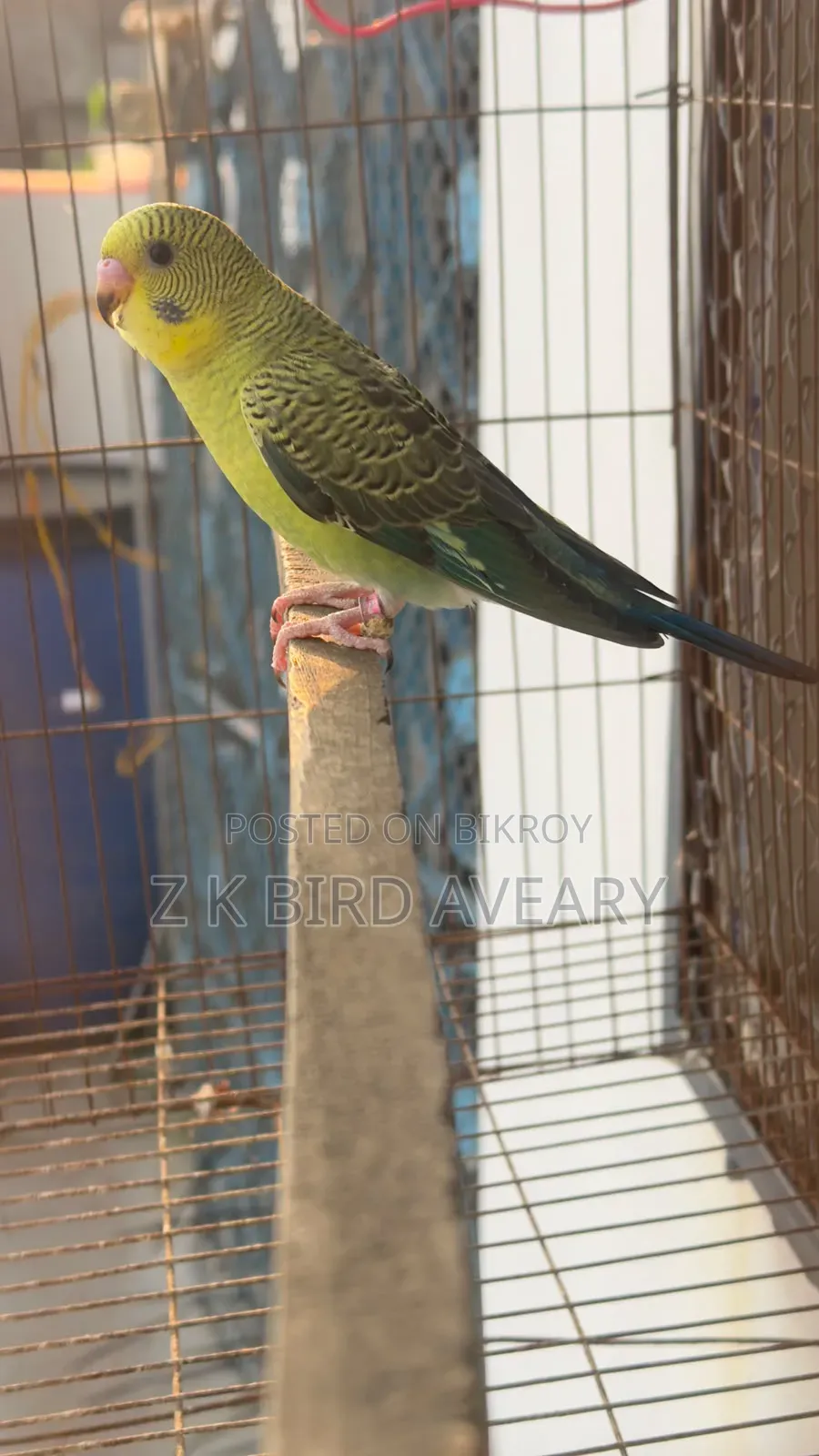 বিডাব্লু বাজরিগার মেল বেবি