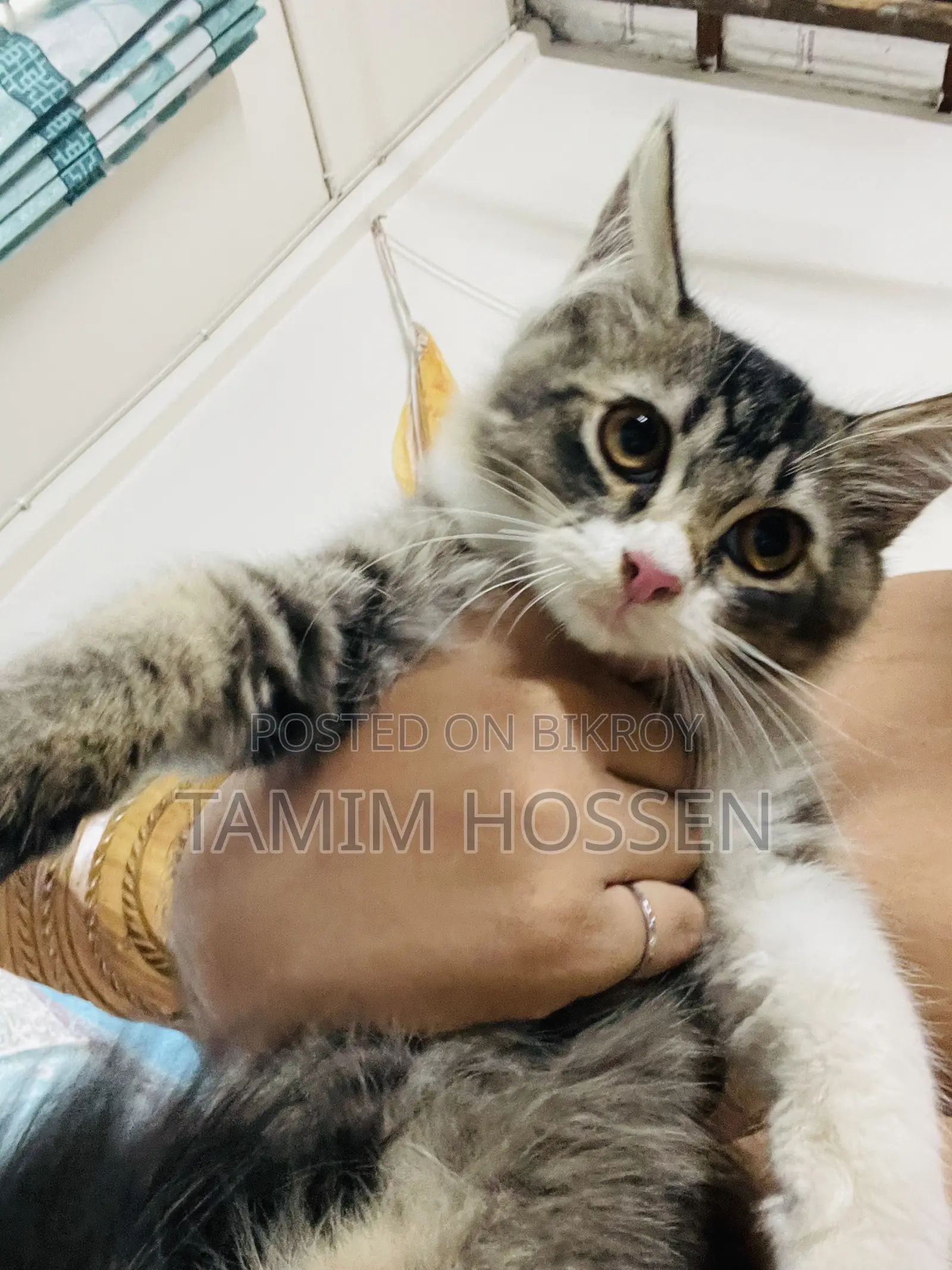 1-3 months Male Mixed Breed Persian