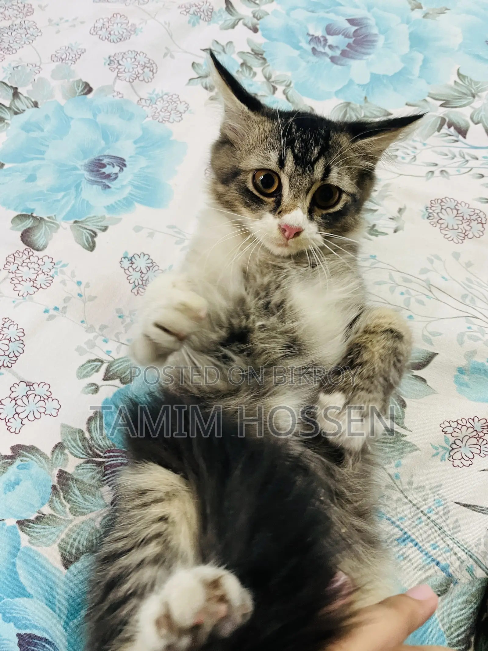 1-3 months Male Mixed Breed Persian