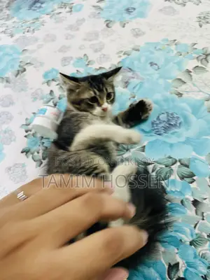 1-3 months Male Mixed Breed Persian