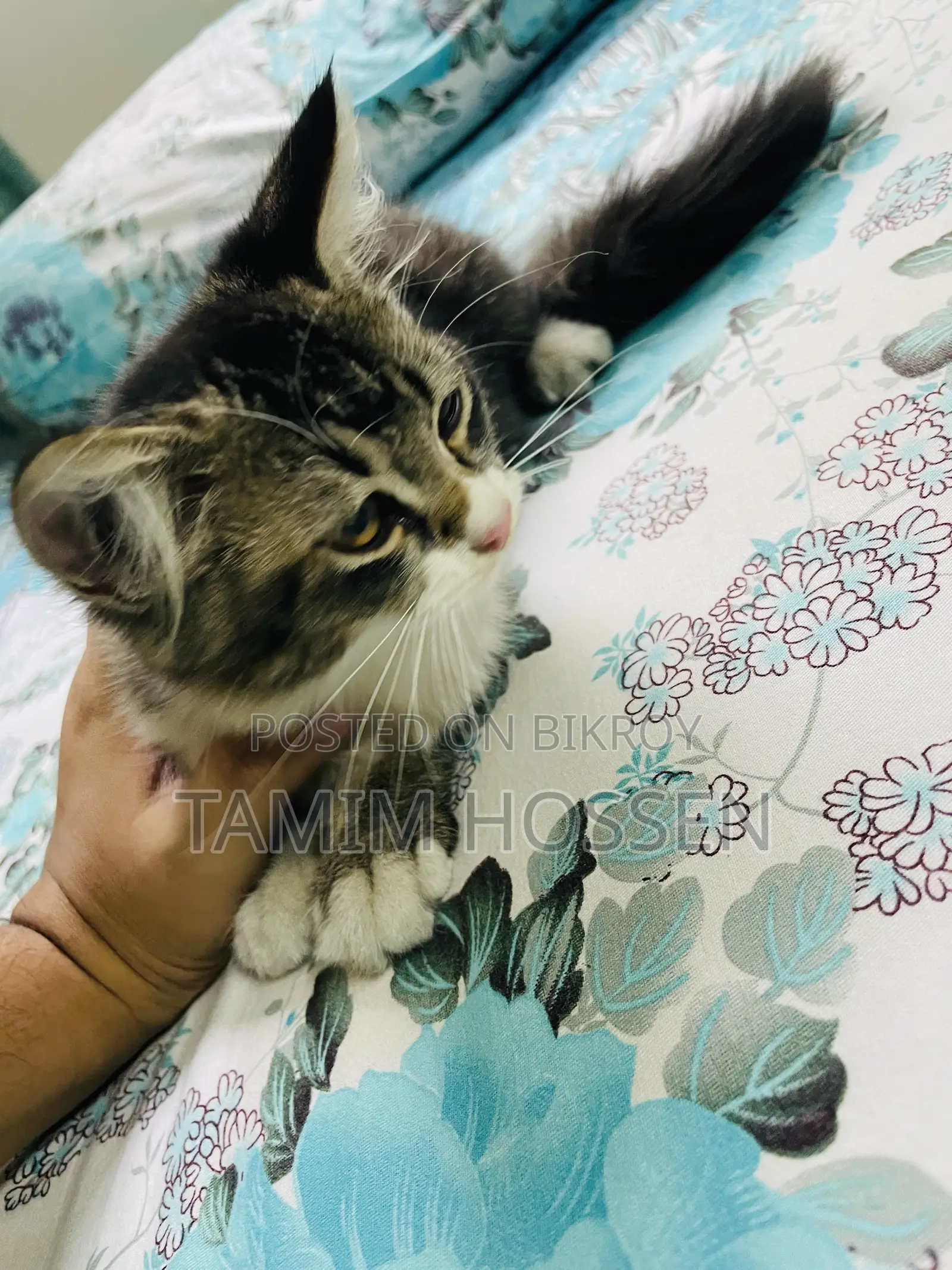 1-3 months Male Mixed Breed Persian